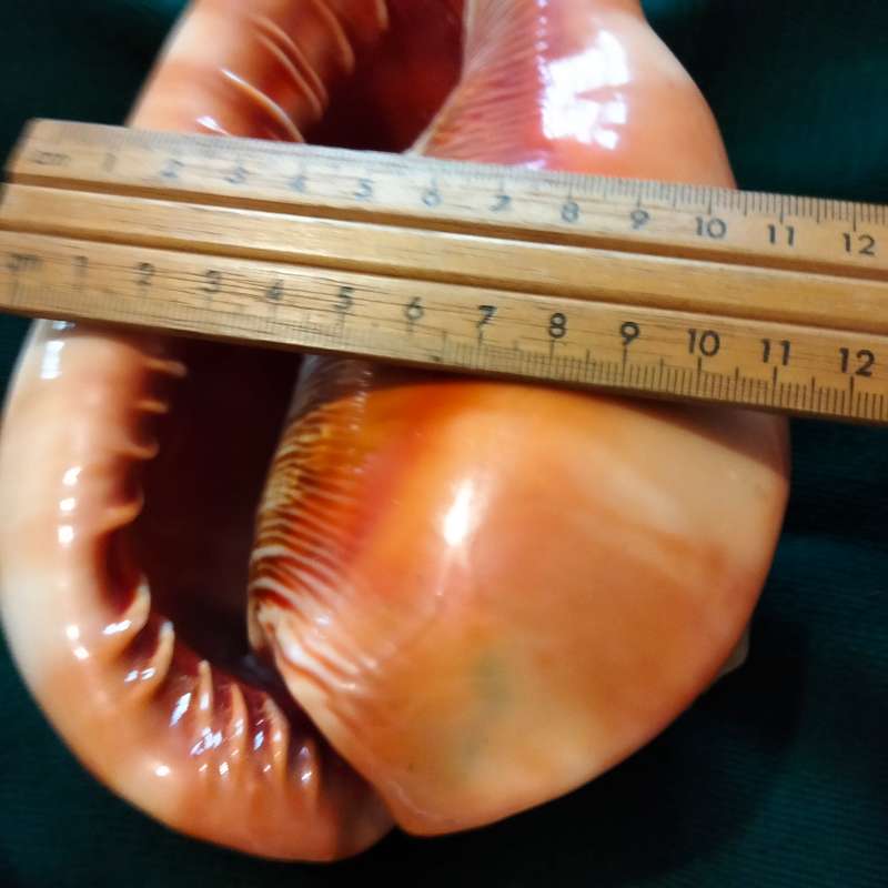 SEA Shells  CASSIS -RUFA BULL MOUTH Sea Shell 746 grams L 18.5 cm w 12 cm Large