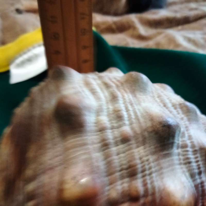 SEA Shells  CASSIS -RUFA BULL MOUTH Sea Shell 746 grams L 18.5 cm w 12 cm Large