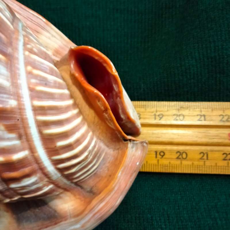 SEA Shells  CASSIS -RUFA BULL MOUTH Sea Shell 746 grams L 18.5 cm w 12 cm Large