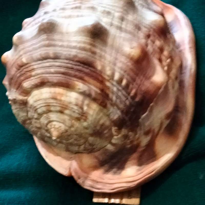 SEA Shells  CASSIS -RUFA BULL MOUTH Sea Shell 746 grams L 18.5 cm w 12 cm Large