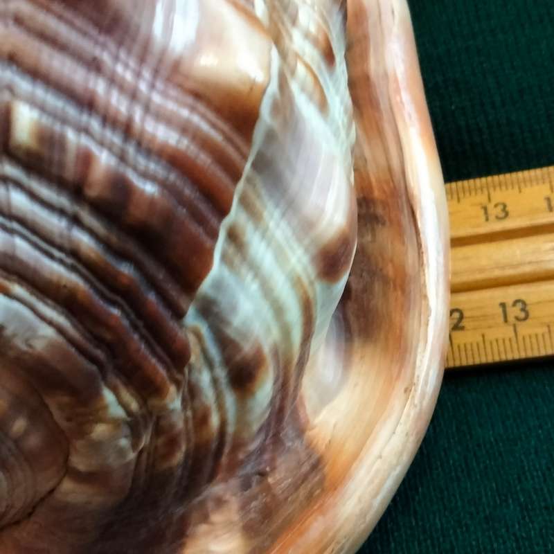 SEA Shells  CASSIS -RUFA BULL MOUTH Sea Shell 746 grams L 18.5 cm w 12 cm Large