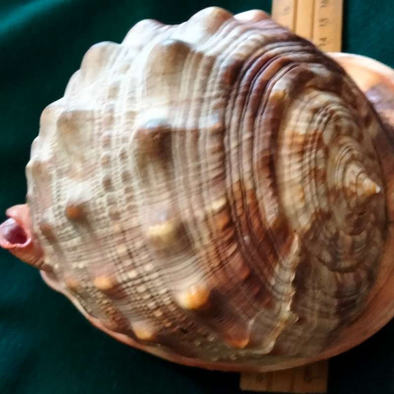 SEA Shells  CASSIS -RUFA BULL MOUTH Sea Shell 746 grams L 18.5 cm w 12 cm Large