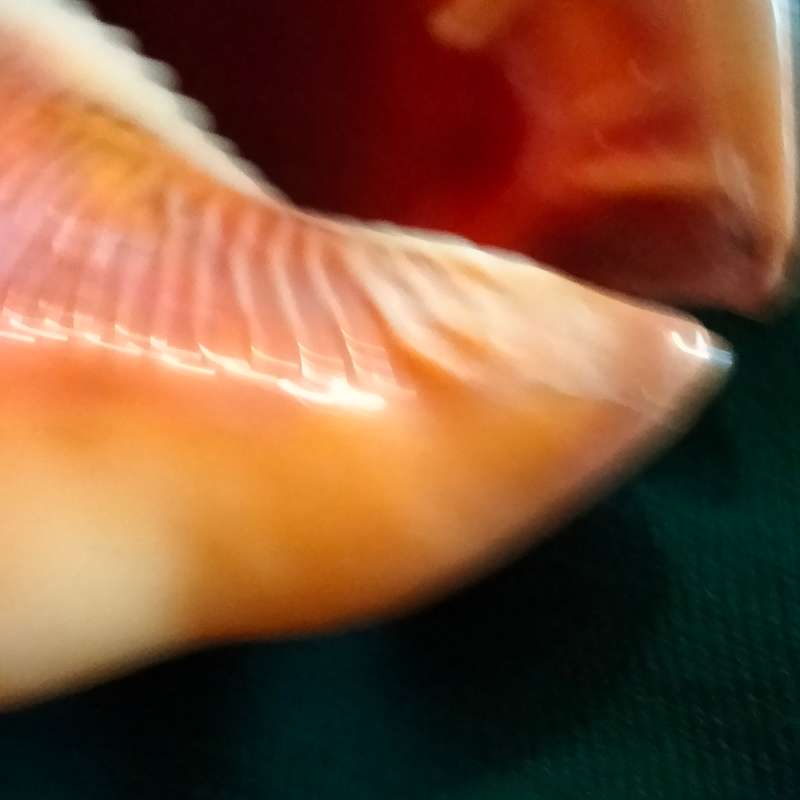 SEA Shells  CASSIS -RUFA BULL MOUTH Sea Shell 746 grams L 18.5 cm w 12 cm Large