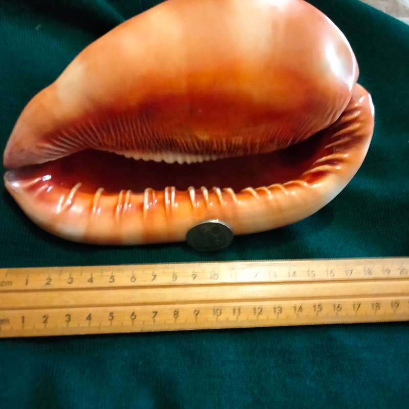 SEA Shells  CASSIS -RUFA BULL MOUTH Sea Shell 746 grams L 18.5 cm w 12 cm Large