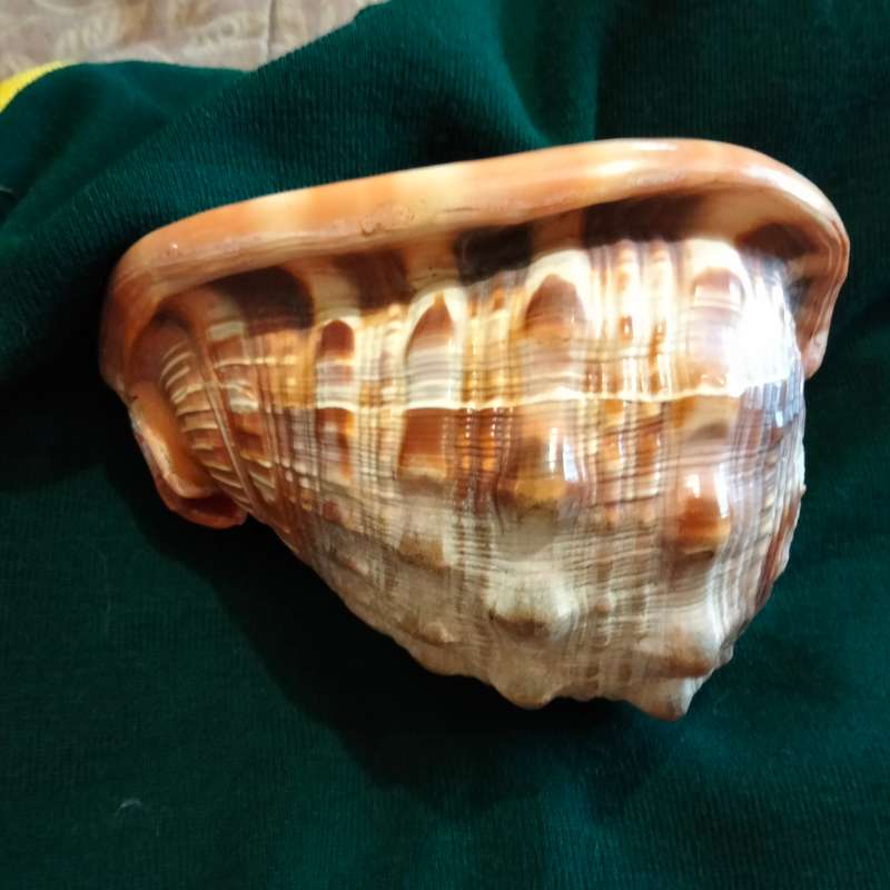 SEA Shells  CASSIS -RUFA BULL MOUTH Sea Shell 746 grams L 18.5 cm w 12 cm Large