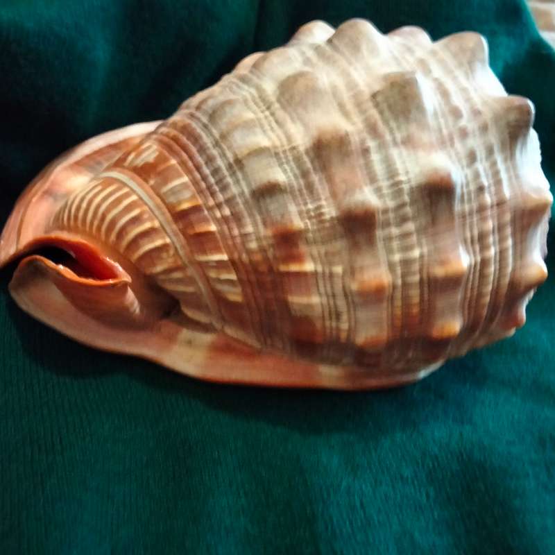 SEA Shells  CASSIS -RUFA BULL MOUTH Sea Shell 746 grams L 18.5 cm w 12 cm Large