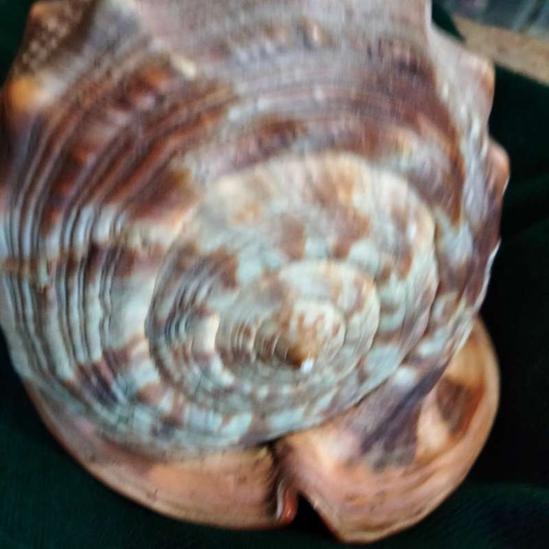 SEA Shells  CASSIS -RUFA BULL MOUTH Sea Shell 746 grams L 18.5 cm w 12 cm Large