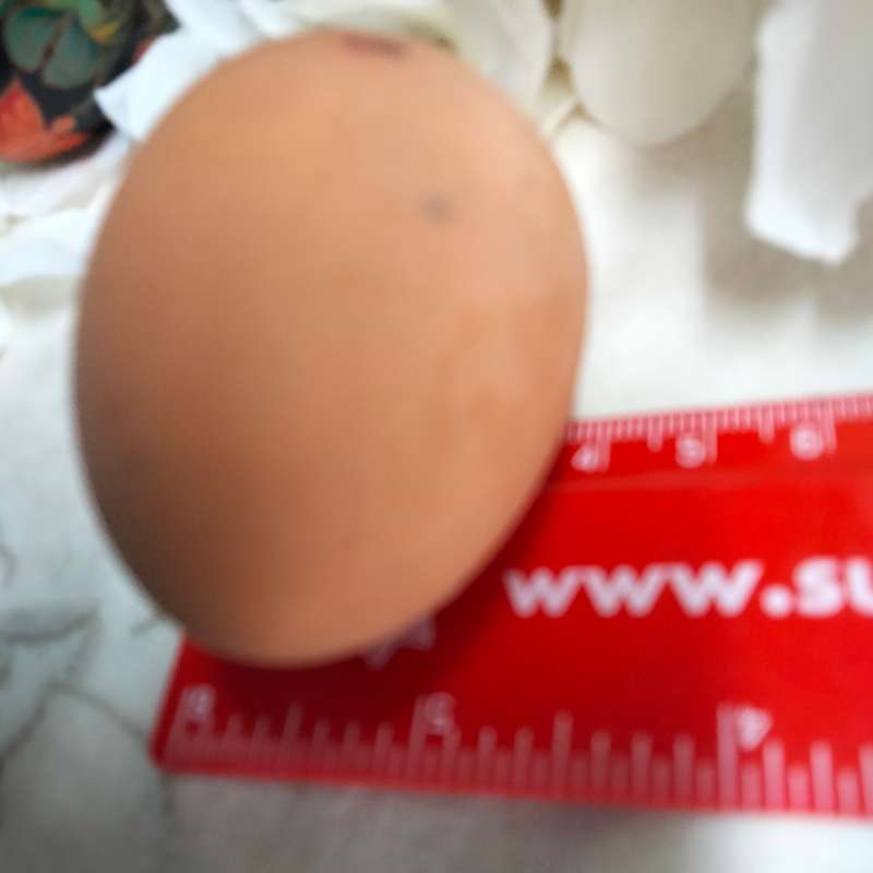 3 eggs Composite -2 artistically decorated + 1 hen  egg colourLOOK At My BUY NOW LISTINGS NO WAITING