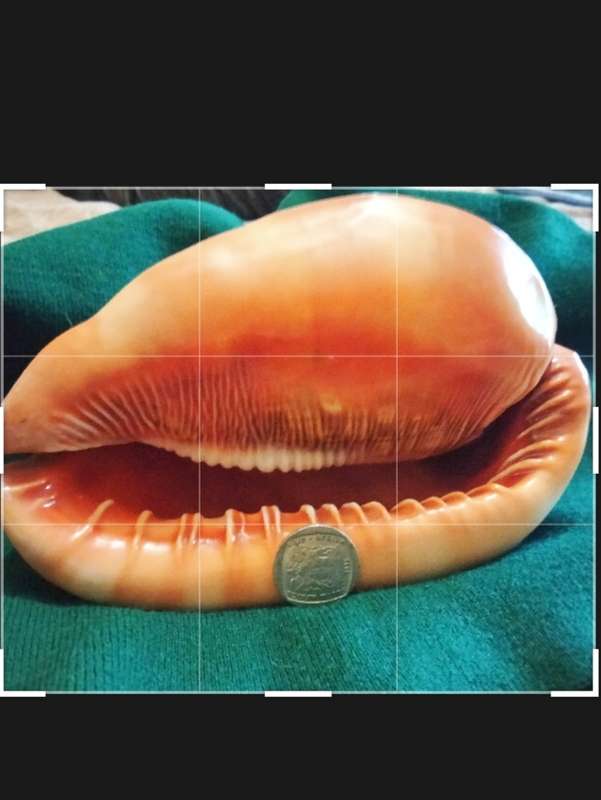 SEA Shells  CASSIS -RUFA BULL MOUTH Sea Shell 746 grams L 18.5 cm w 12 cm Large