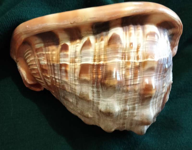 SEA Shells  CASSIS -RUFA BULL MOUTH Sea Shell 746 grams L 18.5 cm w 12 cm Large
