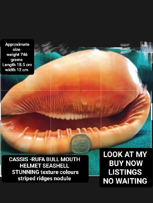 SEA Shells  CASSIS -RUFA BULL MOUTH Sea Shell 746 grams L 18.5 cm w 12 cm Large