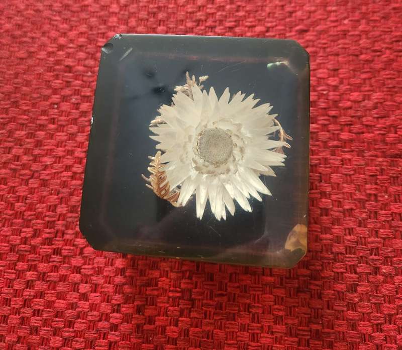 Lucite paperweight, with dried pop of white center flower