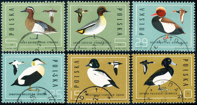 Poland - 1985 - Wild Ducks - set of 6 fine used . SG 311-316 .