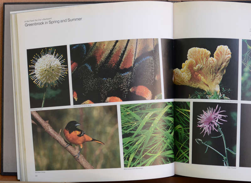 Nature (Life Library of Photography)