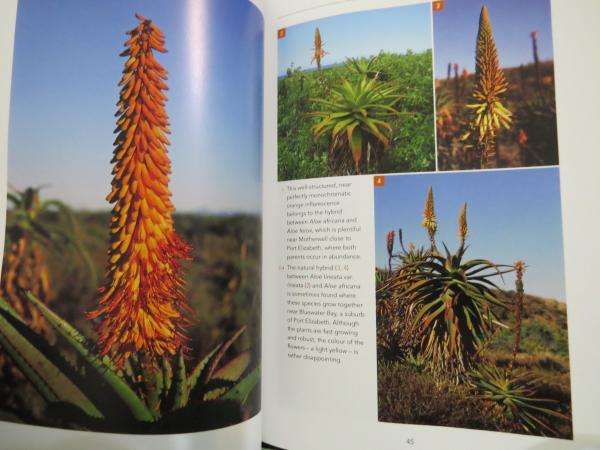 Garden Aloes - Gideon F. Smith & Estrela Figueiredo