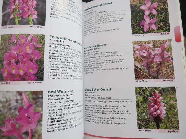 Common Wild Flowers of Table Mountain & Silvermine - Clarke, Mackenzie, Merry