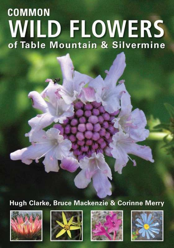 Common Wild Flowers of Table Mountain & Silvermine - Clarke, Mackenzie, Merry