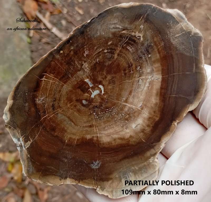 Triassic petrified conifer wood (woodworthia) - Molteno formation Zimbabwe