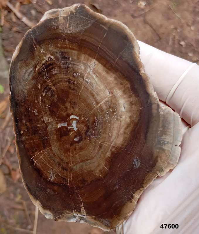 Triassic petrified conifer wood (woodworthia) - Molteno formation Zimbabwe