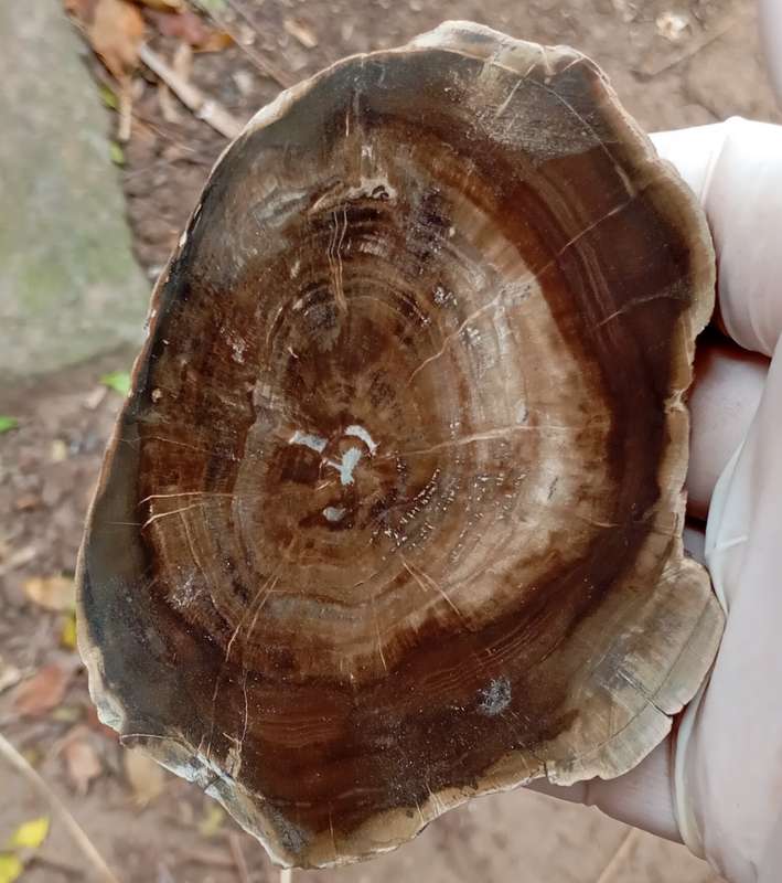 Triassic petrified conifer wood (woodworthia) - Molteno formation Zimbabwe