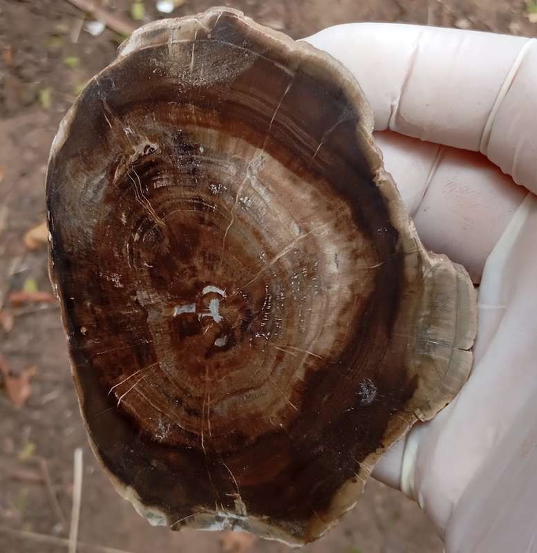 Triassic petrified conifer wood (woodworthia) - Molteno formation Zimbabwe