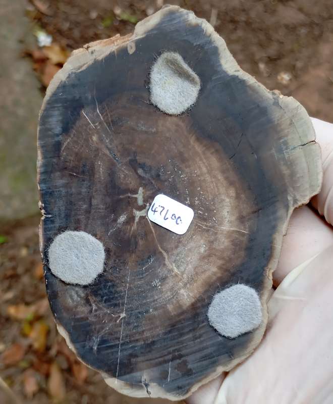 Triassic petrified conifer wood (woodworthia) - Molteno formation Zimbabwe