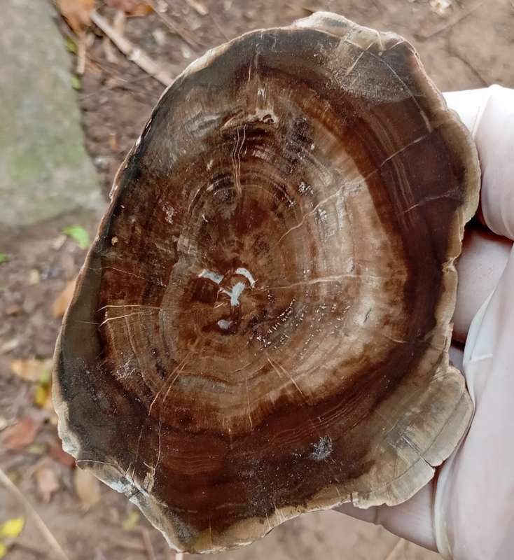 Triassic petrified conifer wood (woodworthia) - Molteno formation Zimbabwe
