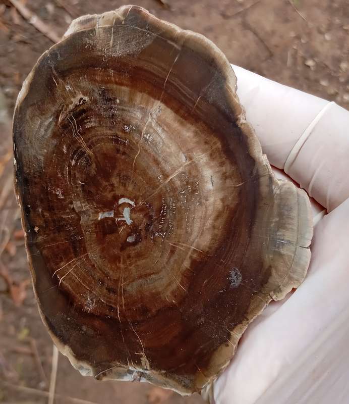 Triassic petrified conifer wood (woodworthia) - Molteno formation Zimbabwe