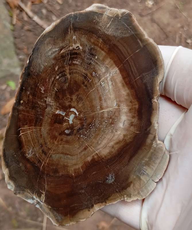Triassic petrified conifer wood (woodworthia) - Molteno formation Zimbabwe