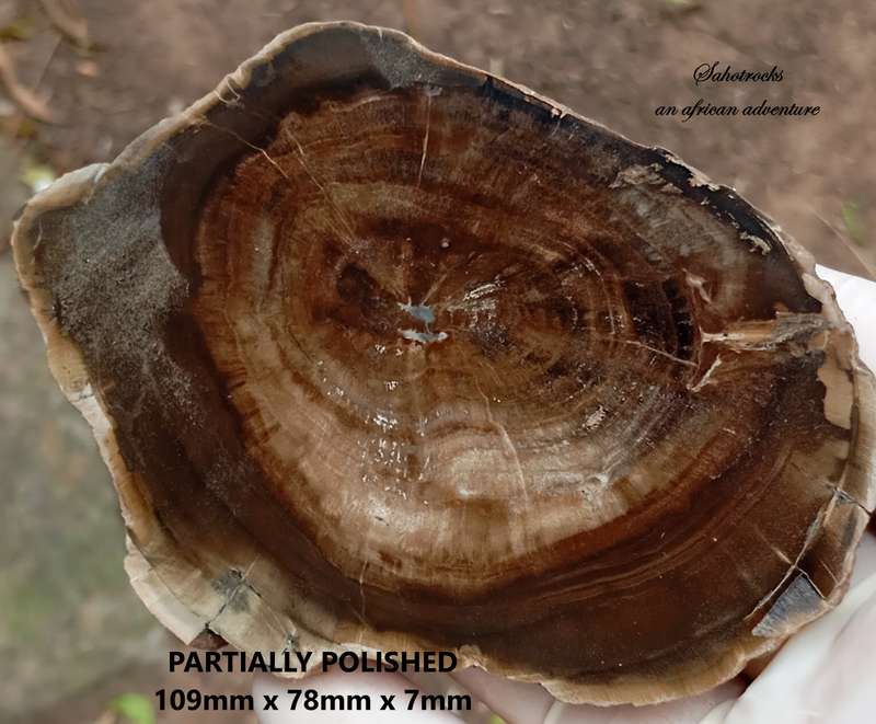 Triassic petrified conifer wood (woodworthia) - Molteno formation Zimbabwe
