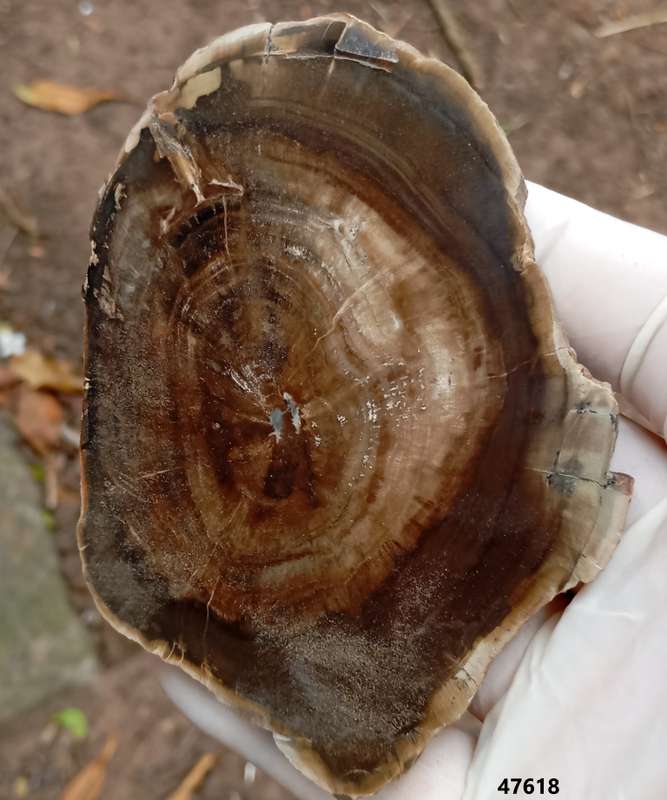 Triassic petrified conifer wood (woodworthia) - Molteno formation Zimbabwe