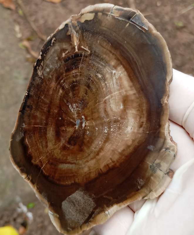 Triassic petrified conifer wood (woodworthia) - Molteno formation Zimbabwe