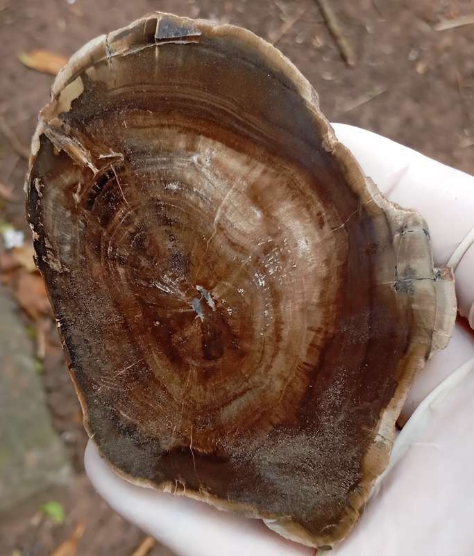 Triassic petrified conifer wood (woodworthia) - Molteno formation Zimbabwe