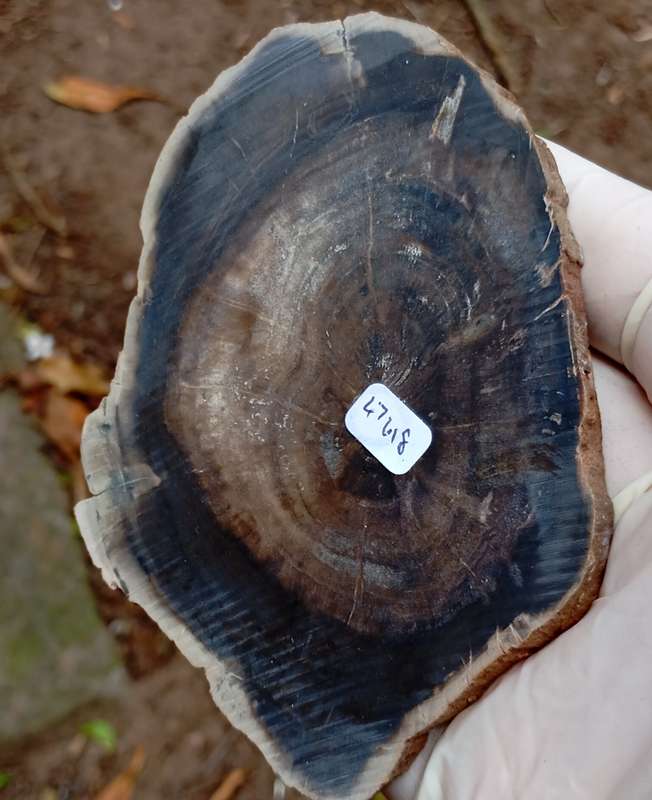 Triassic petrified conifer wood (woodworthia) - Molteno formation Zimbabwe