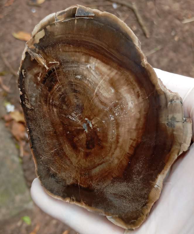 Triassic petrified conifer wood (woodworthia) - Molteno formation Zimbabwe