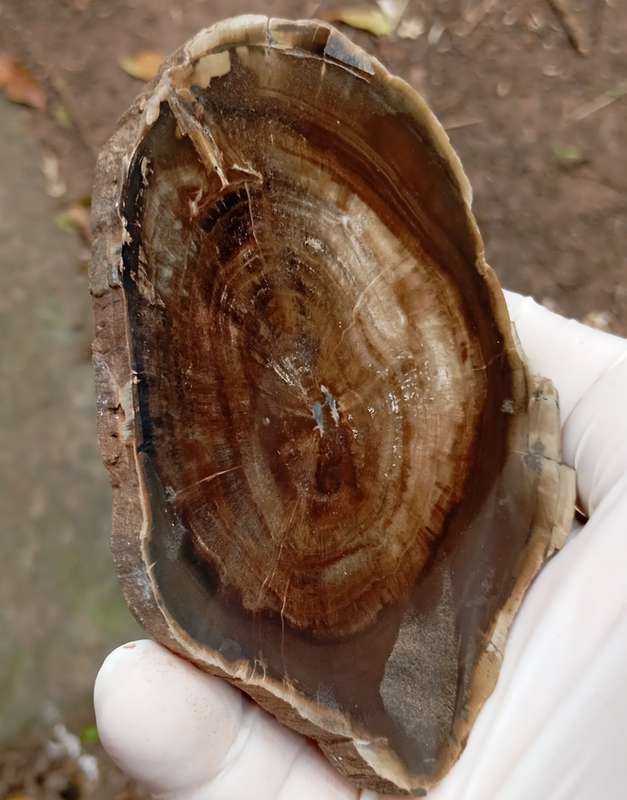 Triassic petrified conifer wood (woodworthia) - Molteno formation Zimbabwe
