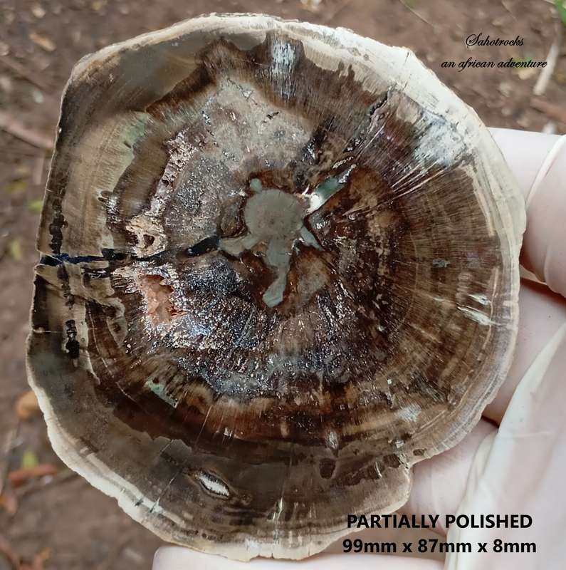 Triassic petrified conifer wood (woodworthia) - Molteno formation Zimbabwe