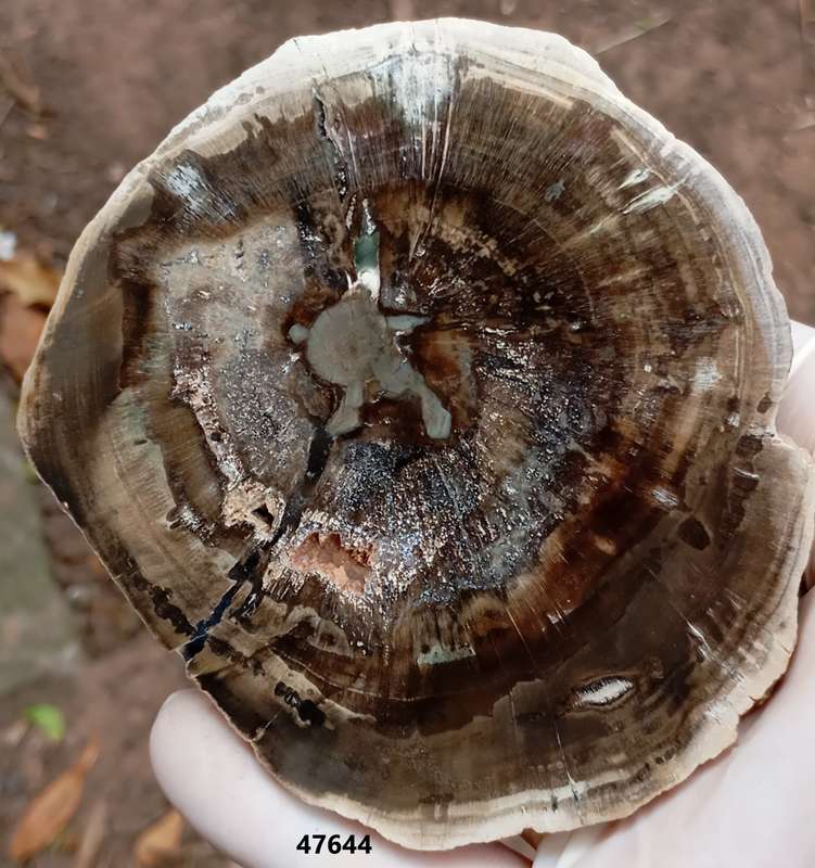 Triassic petrified conifer wood (woodworthia) - Molteno formation Zimbabwe