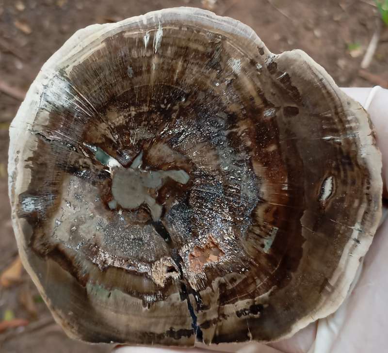 Triassic petrified conifer wood (woodworthia) - Molteno formation Zimbabwe