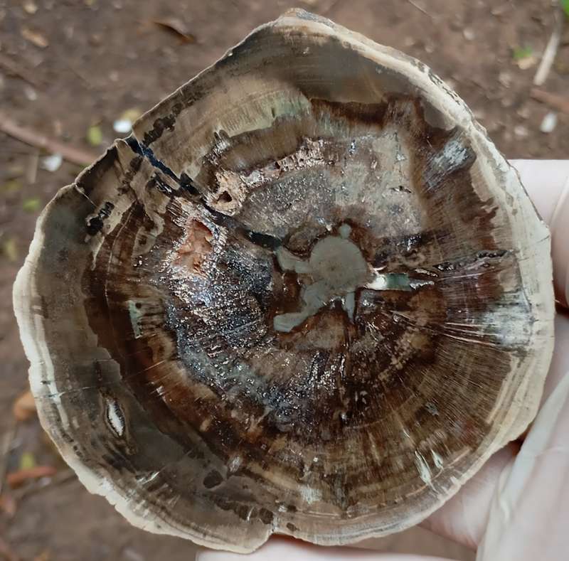 Triassic petrified conifer wood (woodworthia) - Molteno formation Zimbabwe