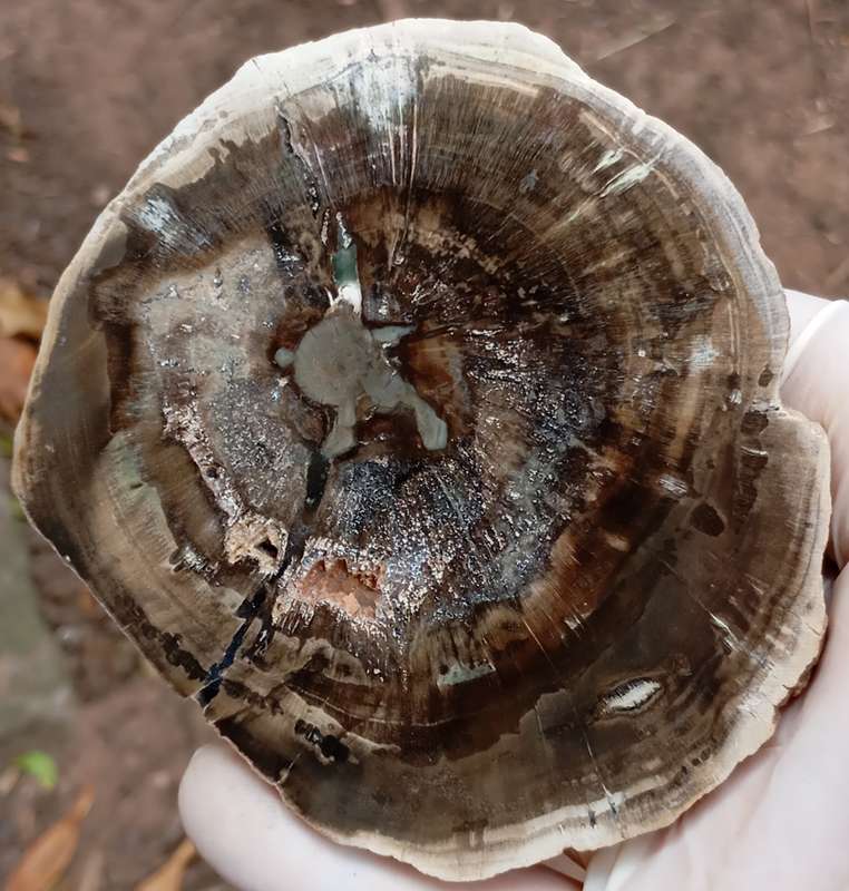 Triassic petrified conifer wood (woodworthia) - Molteno formation Zimbabwe