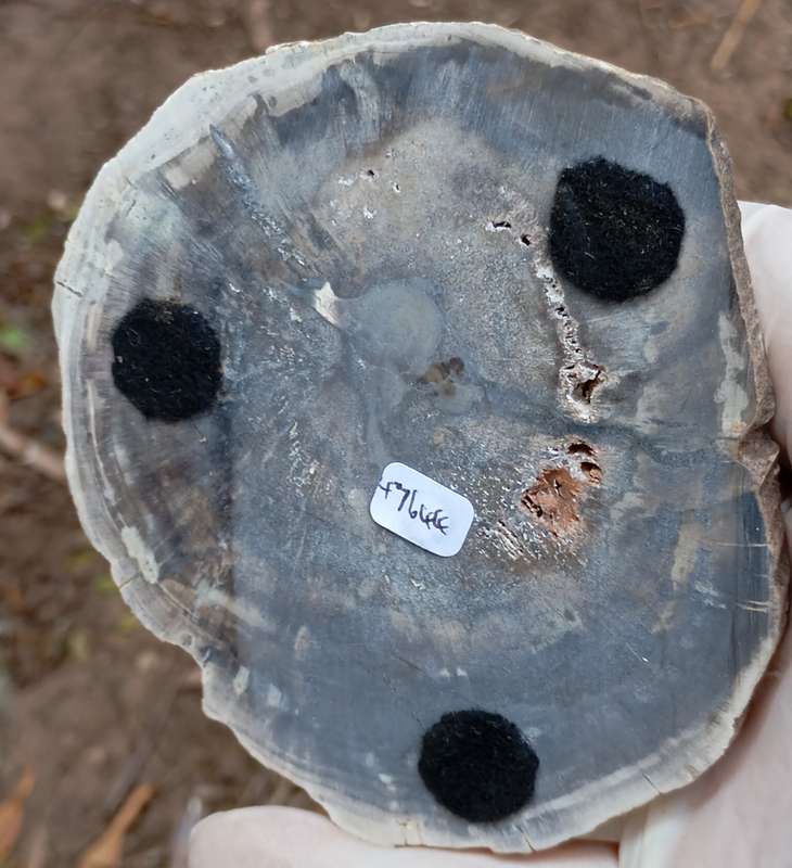 Triassic petrified conifer wood (woodworthia) - Molteno formation Zimbabwe