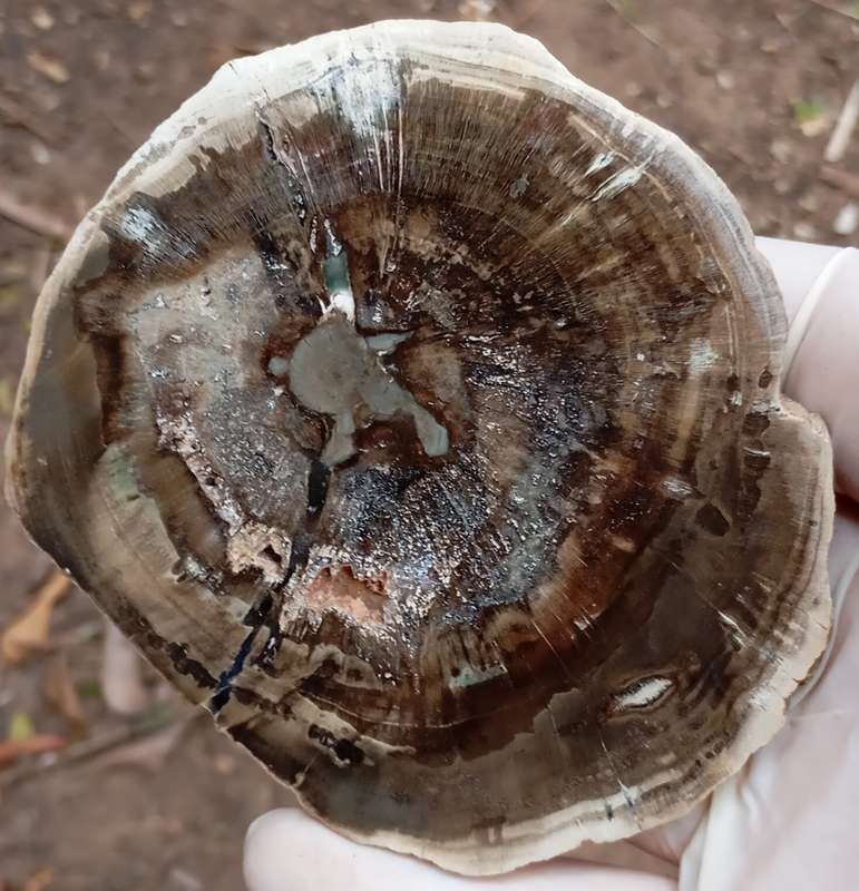 Triassic petrified conifer wood (woodworthia) - Molteno formation Zimbabwe