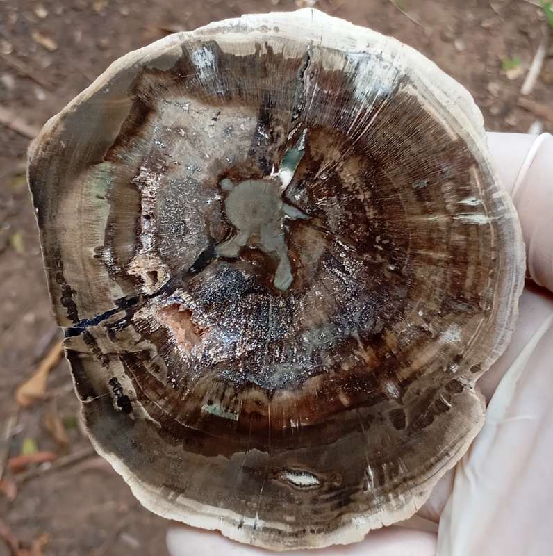 Triassic petrified conifer wood (woodworthia) - Molteno formation Zimbabwe