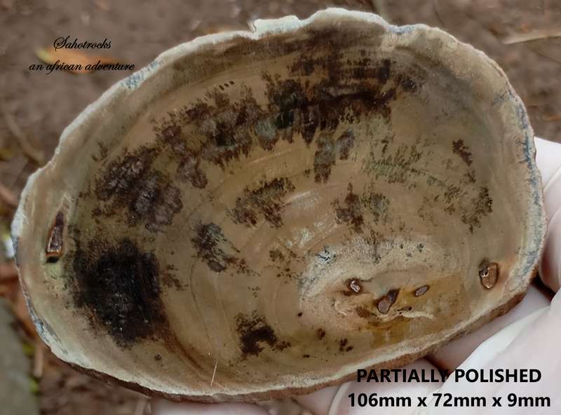 Triassic petrified conifer wood (woodworthia) - Molteno formation Zimbabwe