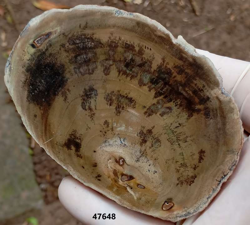 Triassic petrified conifer wood (woodworthia) - Molteno formation Zimbabwe