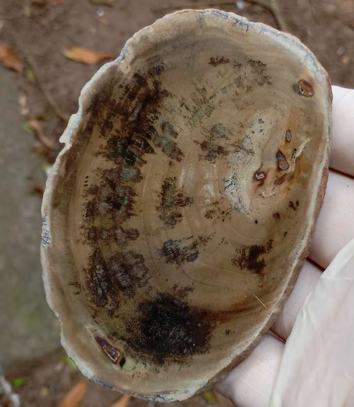 Triassic petrified conifer wood (woodworthia) - Molteno formation Zimbabwe