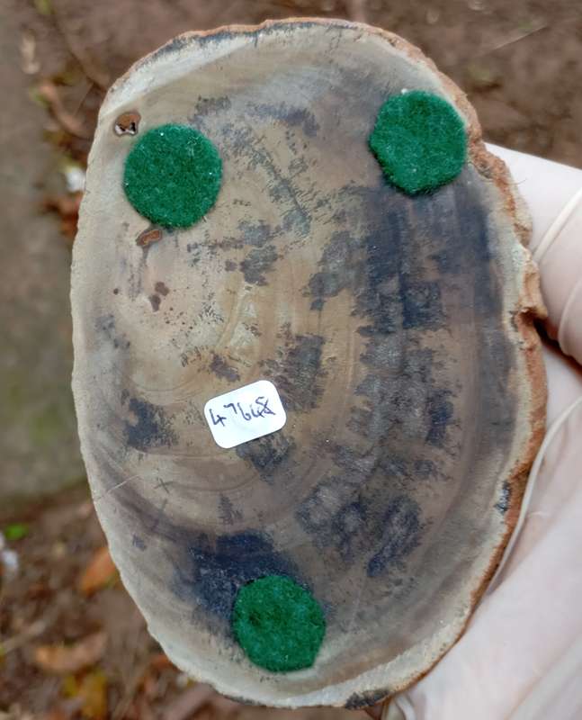 Triassic petrified conifer wood (woodworthia) - Molteno formation Zimbabwe