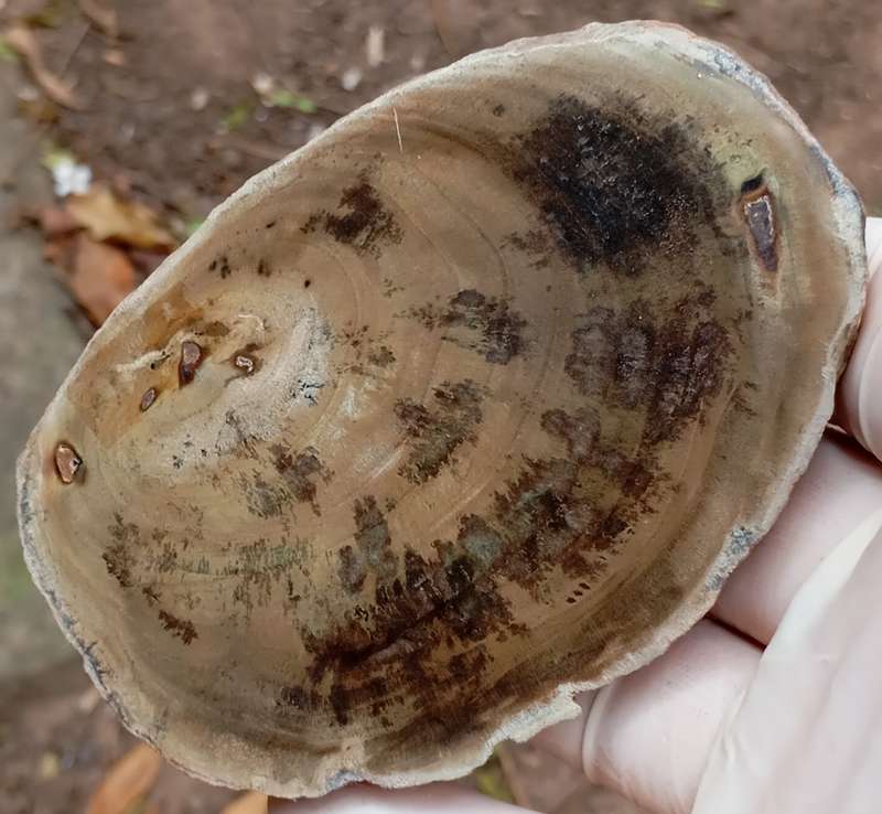 Triassic petrified conifer wood (woodworthia) - Molteno formation Zimbabwe