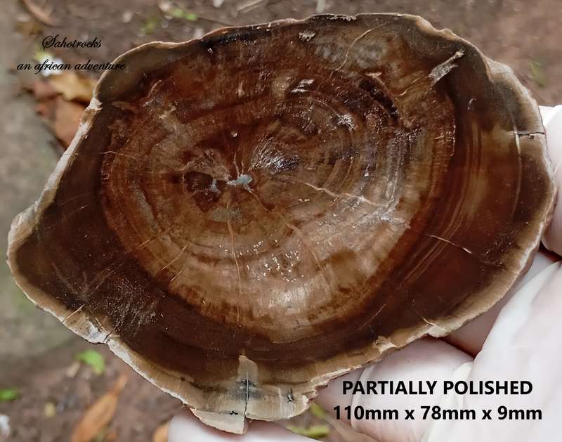 Triassic petrified conifer wood (woodworthia) - Molteno formation Zimbabwe